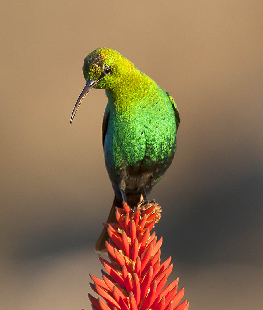 2016_06_28_Yzerfontein_MalachiteSunbird_0024