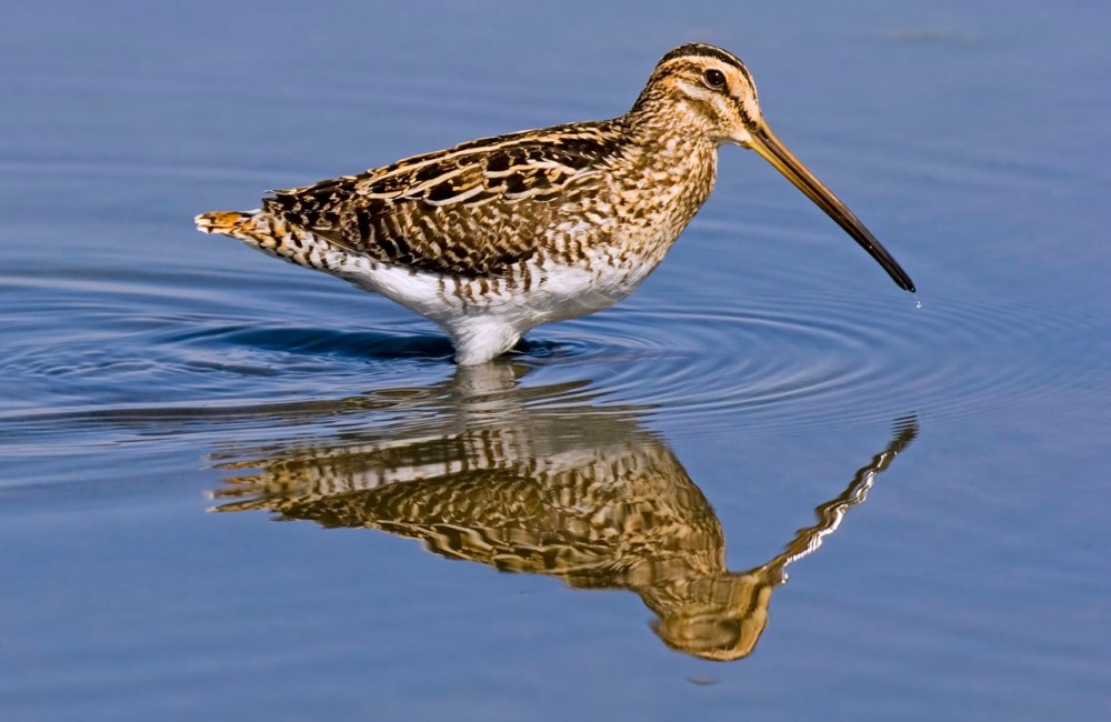 African_SNipe_2839_Marievale