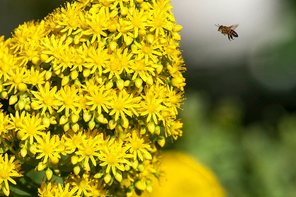 2016-07-18_Bee_18Versfeld_0531