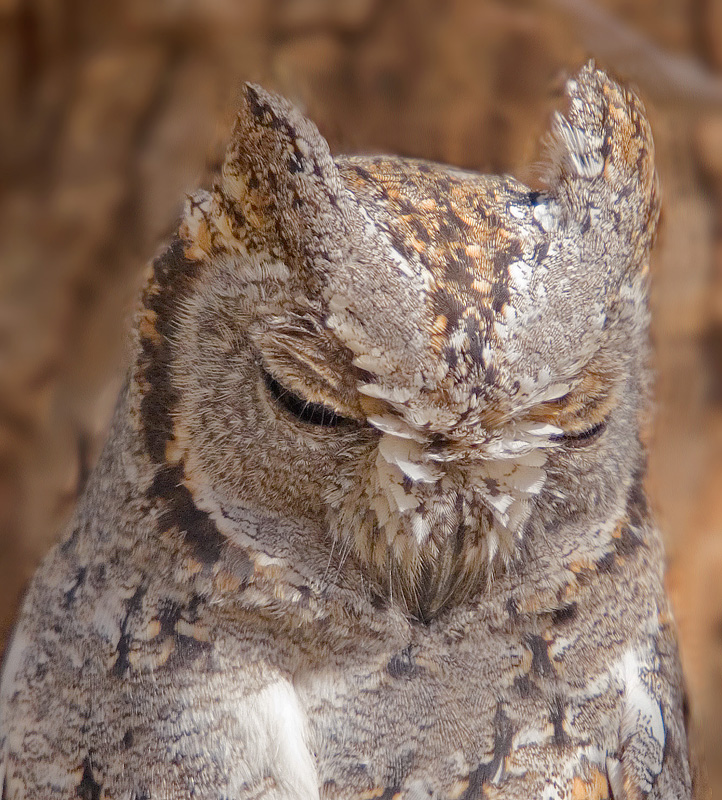 6_Owl_African_Scops_0016 H de Klerk