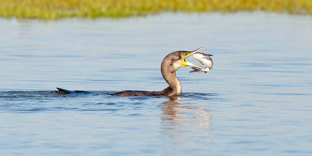 Cormorant_Fishing_Velddrift