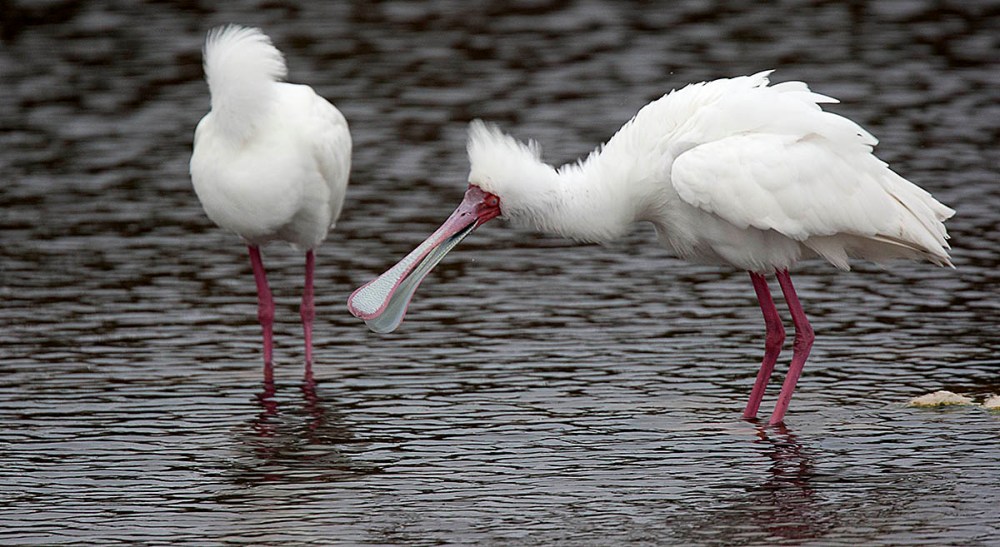 Spoonbill_2016_07_20_WCNP_0099
