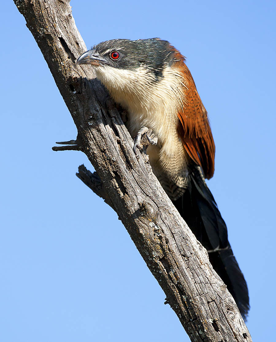 Burchell's_Coucal_HdeKlerk_Pilansberg