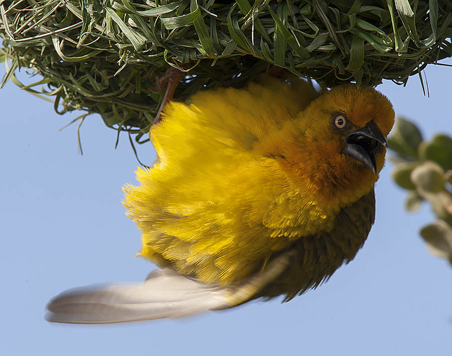 Cape_Weaver_2016_08_09_WCNP1_0282