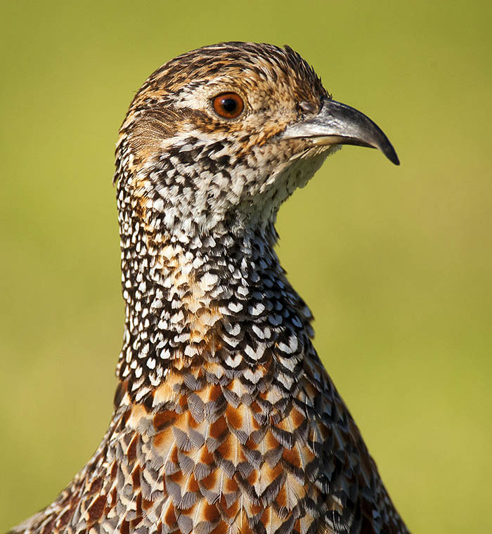 Greywinged_Francolin_DEK0735