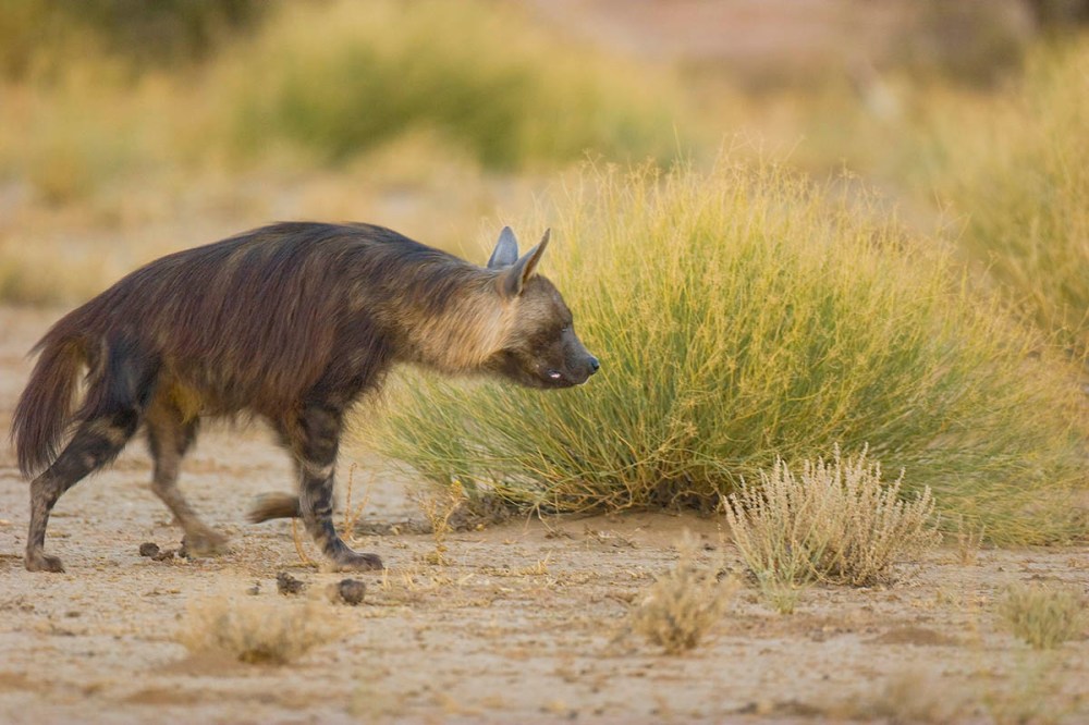 brown_hyaena_6622_HdeKlerk_54