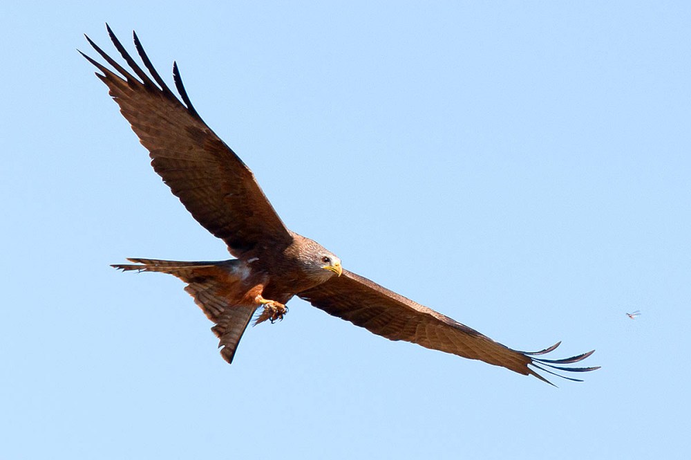 yellowbilled_kite_dek6579