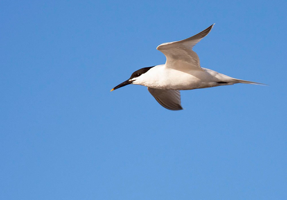groot_sterretjie_hdeklerk_yzerfontein