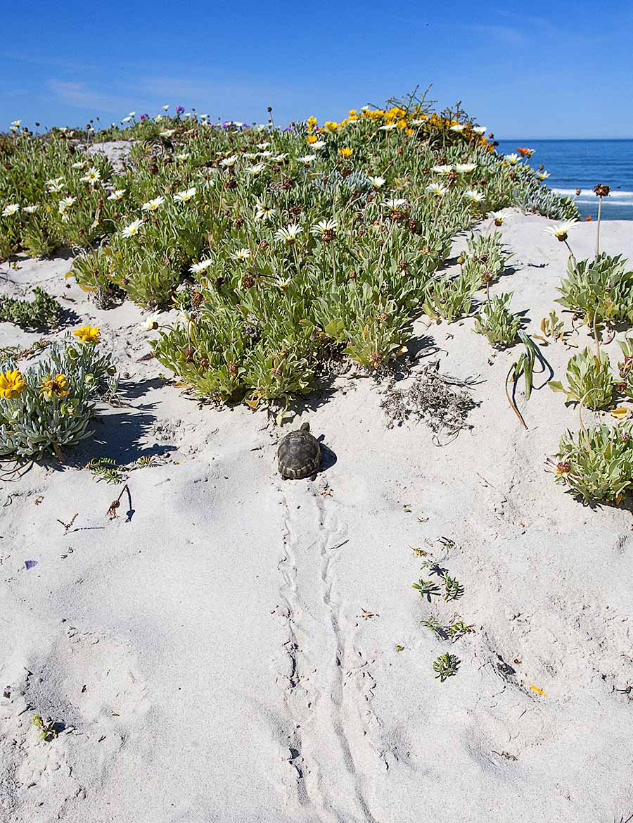 tortoise_tracks_context_hdek_3948