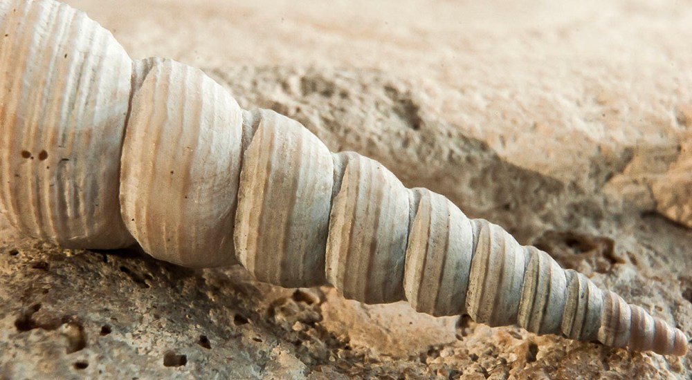 repitition_compulsion