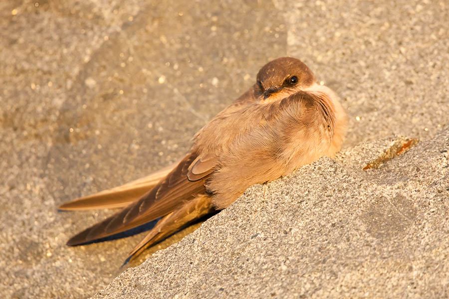 Rock_Martin_2017_07_11_Yzerfontein_5835