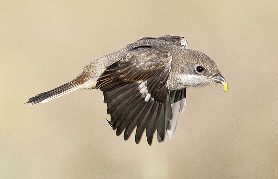 2017_09_17_WCNP_7365-2