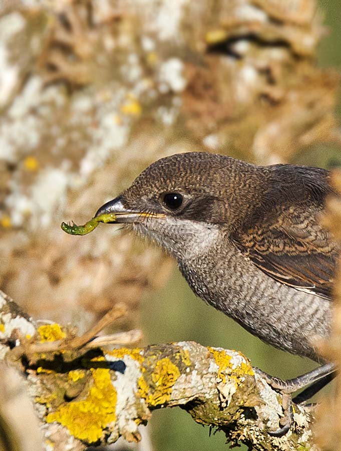 2017_09_17_WCNP_7423