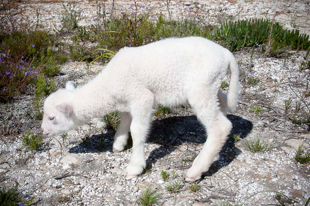 2018_04_050607_Streetshots_Gansbaai_PearlyBeach_LambElmerJames_9709