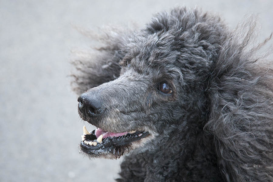 2018_05_20_Those_who_put_up_with_you_Liebowitch_0533_PS