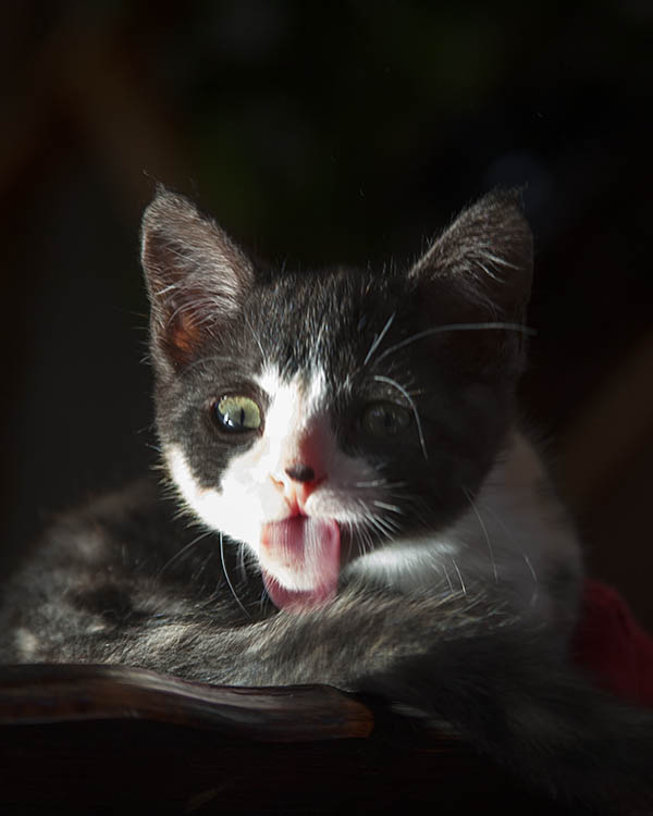 2018_05_21_Those_who_put_up_with_you_Liebowitch_1138