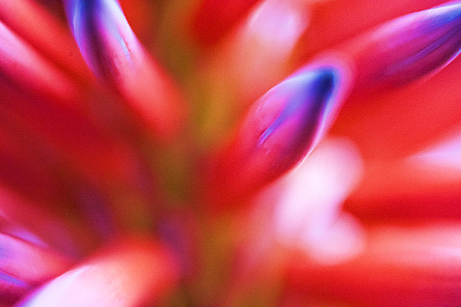 2018_05_25_garden_low_light_close-ups_1485_PS