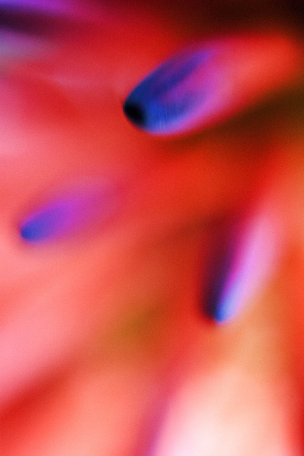 2018_05_25_garden_low_light_close-ups_1491_PS copy