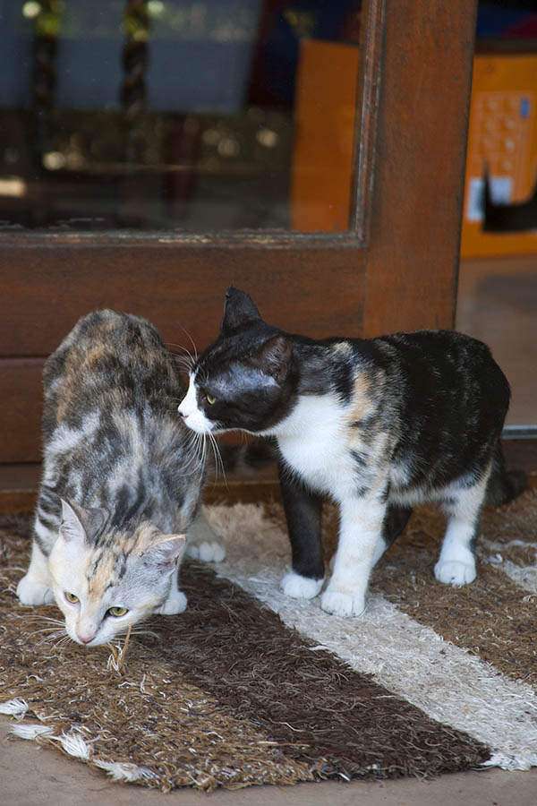 2018_07_15_pets_flowers_waves_2424-1