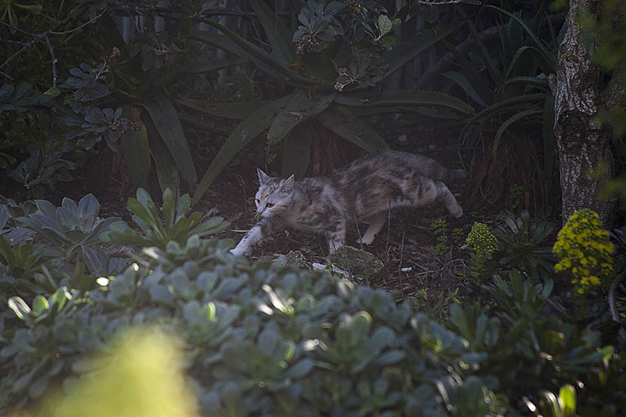 2018_07_15_pets_flowers_waves_2589