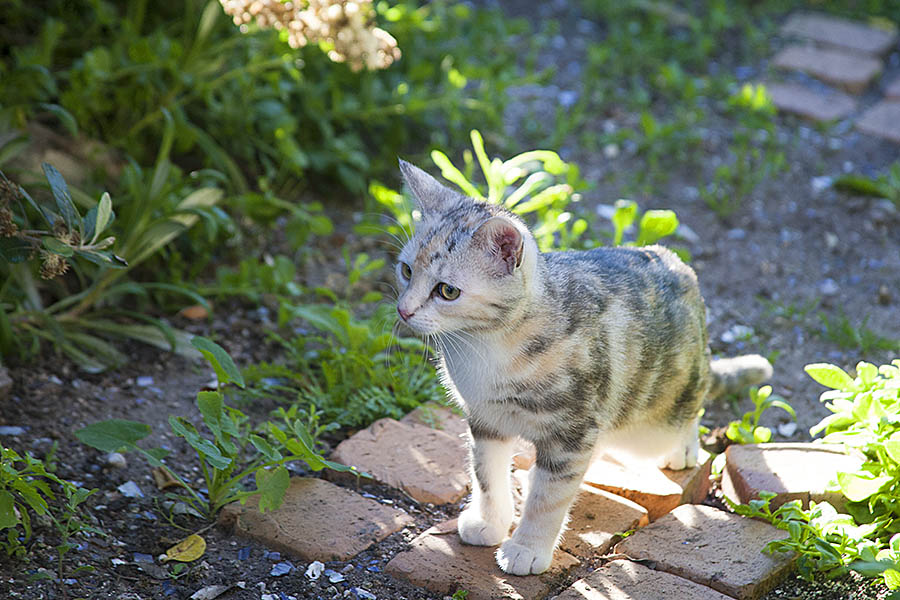 2018_07_15_pets_flowers_waves_2616