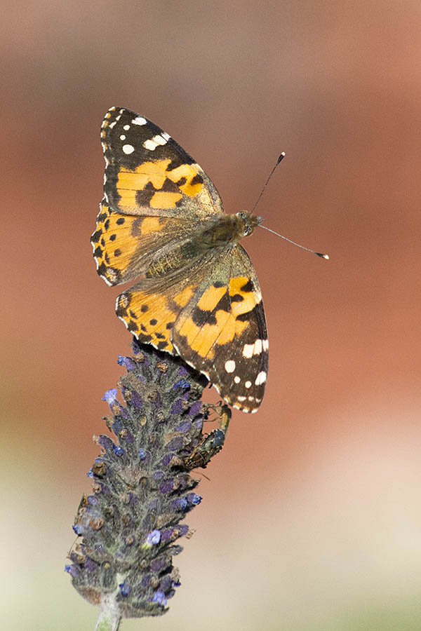2018_10_23_Kestrels_Buuterflies_Dogs_5565
